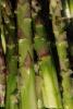 Asparagus, texture, background, FTFD01_063