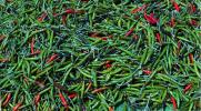 Hot Chili Peppers, texture, background, FTFD01_081