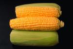 Corn-on-the-cob, FTFV01P02_04.0574