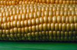Corn on the Cob, FTFV01P02_05.0952