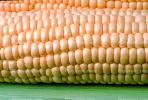 Corn, FTFV01P02_05B.0952