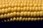 Corn on the Cob, FTFV01P02_09.0952