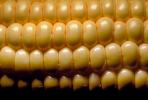 Corn on the Cob, FTFV01P02_10.0952