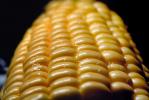 Corn on the Cob, FTFV01P02_11.0952