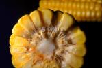 Corn on the Cob, FTFV01P02_12.0952
