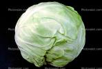 cabbage, FTFV01P02_16.0952