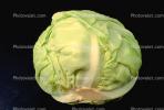 cabbage, FTFV01P02_17.0952