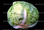 cabbage, FTFV01P02_17B.0952