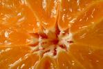 Tangerines, FTFV01P05_13.0952