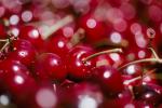 Cherries, texture, background, FTFV01P10_11.0953