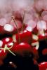 Cherries, texture, background