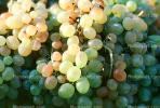 Grapes, texture, background