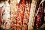 Dried Color Corn, texture, background, FTFV01P13_16