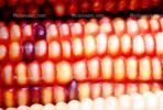 Dried Color Corn, texture, background, FTFV01P14_02