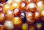 Dried Color Corn, texture, background, FTFV01P14_04