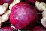 Purple cabbage, FTFV01P14_10