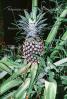 pineapple, Pineapple Plant, Hawaii, Pineapple Farm, Bromeliad, Poales, Bromeliaceae, FTFV01P14_16