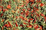 chili peppers, texture, background, FTFV02P04_01