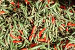 chili peppers, texture, background, FTFV02P04_06