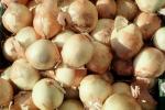 onion, texture, background, FTFV02P06_16