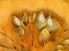 Pumpkin, Seeds, FTFV02P09_01
