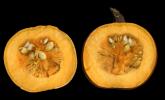 Pumpkin, Seeds, FTFV02P09_03