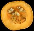 Pumpkin, Seeds, FTFV02P09_03C
