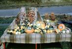 Pumpkins, squash, autumn