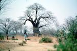 Woman Carrying a Bucket of Water, Baobab Tree, Path, curly, twisted, Adansonia