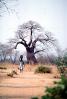 Woman Carrying a Bucket of Water, Baobab Tree, Path, Dirt, soil, Adansonia, FWWV01P09_01