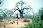 Woman Carrying a Bucket of Water, Baobab Tree, Path, Dirt, soil, Adansonia, FWWV01P09_02