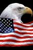 Eagle and Old Glory, Old Glory, USA, United States of America, Star Spangled Banner, GFLV01P09_12B