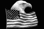 Eagle and Old Glory, Old Glory, United States of America, Star Spangled Banner, USA Flag, GFLV01P09_12BW