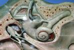 Eardrum, Auditory Ossicles, Oval Window, Cochlea, Semicircular Canals, Eighth Nerve, Eustachian Tube, HAAV01P01_01B