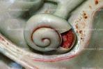 spiral, Cochlea, HAAV01P01_01E