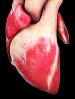 Heart, Cardio, HABD01_003