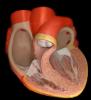Heart cross section
