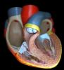 Heart cross section, HABV01P02_14B