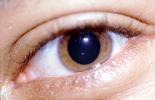 Eyeball, Iris, Lens, Pupil, Eyelash, Cornea, Sclera, HAEV01P01_17