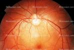 Cornea, Fovea, Macula, Retina, Optic Disk, Veins, Retinal Blood Vessels