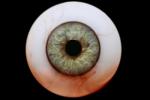 Eyeball, iris, pupil, glass eye, Round, Circular, Circle, Sclera, HAEV01P02_03B
