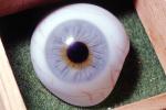 Eyeball, iris, pupil, glass eye, veins, Sclera, HAEV01P02_16