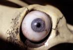 Eyeball, iris, pupil, glass eye, veins, Socket, Round, Circular, Circle, Sclera, HAEV01P02_18