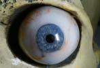 Eyeball, iris, pupil, glass eye, veins, Socket, Round, Circular, Circle, Sclera, HAEV01P02_19