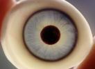 Eyeball, iris, pupil, glass eye, veins, Round, Circular, Circle, Sclera, HAEV01P03_02B