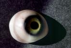 Eyeball, iris, pupil, glass eye, veins, Sclera, HAEV01P03_05