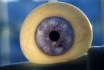Eyeball, iris, pupil, glass eye, veins, Round, Circular, Circle, Sclera, HAEV01P03_09