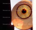 Eyeball, iris, pupil, glass eye, veins, Sclera, HAEV01P03_11