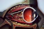 Lens, Cross section, Eyeball, iris, pupil, veins, bones, Sclera