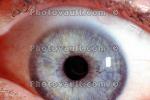 Lens, Cornea, Eyeball, iris, pupil, Round, Circular, Circle, Sclera